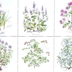 Mottles Murals Ceramic Tiles Herb Ceramic Tiles Set 6 Of 4.25" X 4.25" Kiln Fired Back Splash Decor