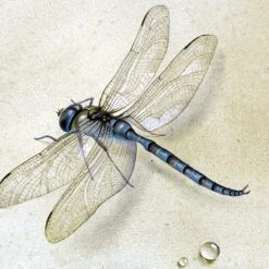 FlekmanArt Tile Mural Hub Tile Mural Dragonfly By Fedor Tolstoy Water Drop Dew, 6"x8", Matte